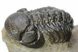Pair Of Well Preserved Austerops Trilobite - Ofaten, Morocco #224985-8